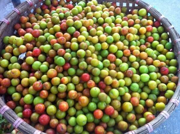 Những lợi ích đem lại của Mận ít ai biết