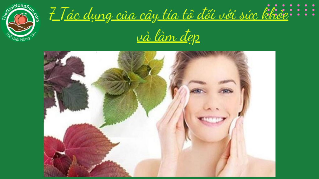 7-tac-dung-cua-cay-tia-to