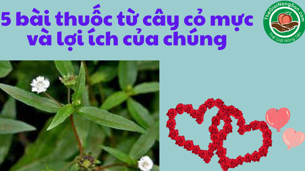Bai-thuoc-tu-cay-co-muc