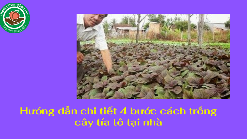 Cach-trong-cay-tia-to-tai-nha