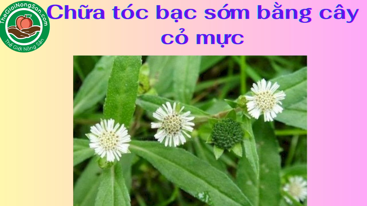 Chua-toc-bac-som-tu-cay-co-muc