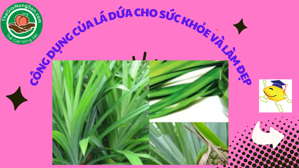 Cong-dung-cua-la-dua