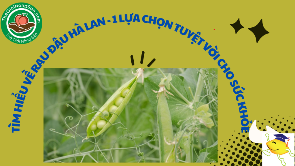 Rau-dau-ha-la-cho-suc-khoe