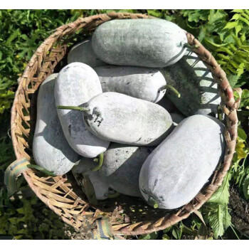 bí xanh thơm bắc kạn.