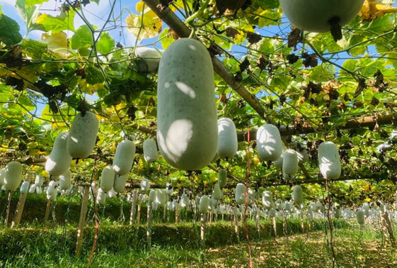 vườn bí xanh thơm bắc kạn